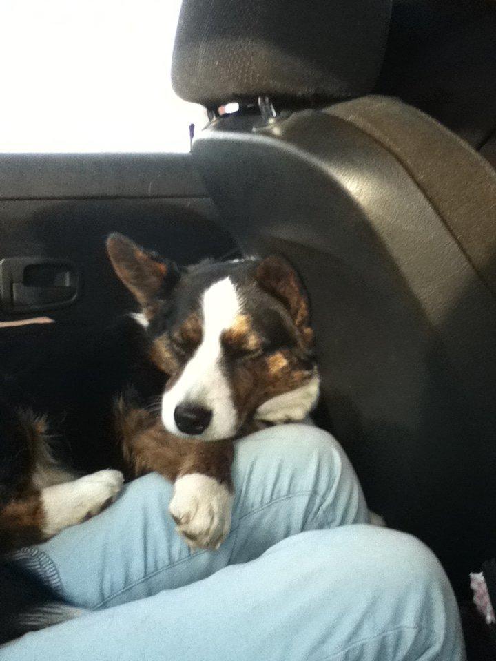 Welsh corgi cardigan lincoln billede 7