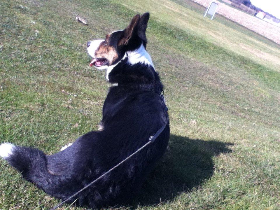 Welsh corgi cardigan lincoln billede 8