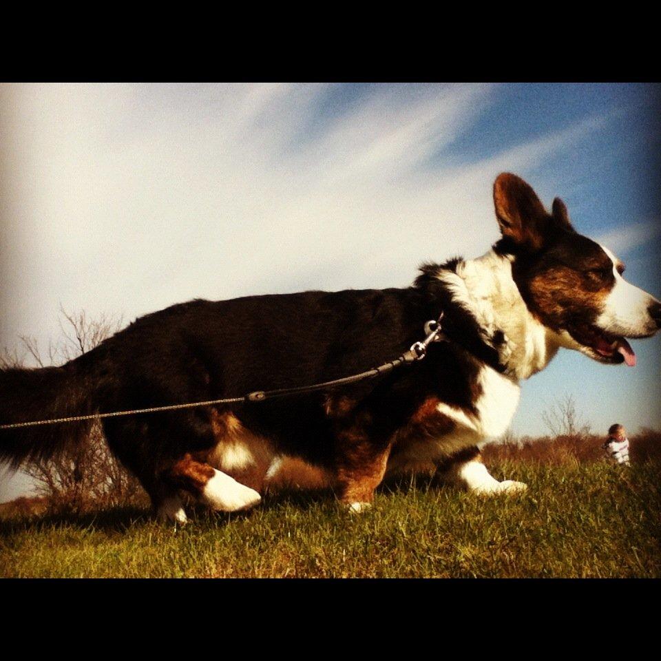 Welsh corgi cardigan lincoln - skønne skønne linke :-*
 billede 9