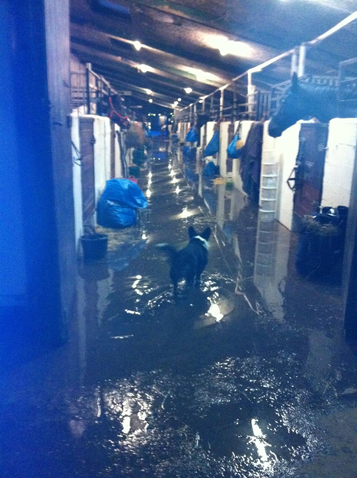 Welsh corgi cardigan lincoln - oversvømmelse i stadlen.. linke kúnne ikke lide vandet billede 10