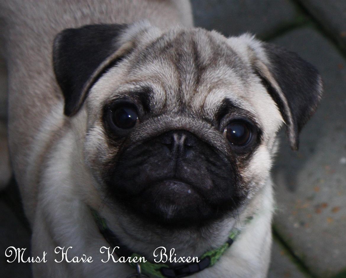 Mops Must Have Karen Blixen - 16 ½ uge billede 17