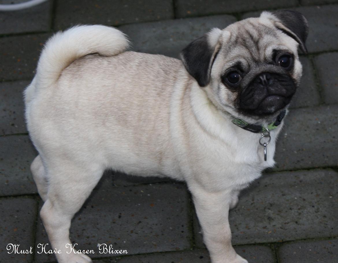 Mops Must Have Karen Blixen billede 18