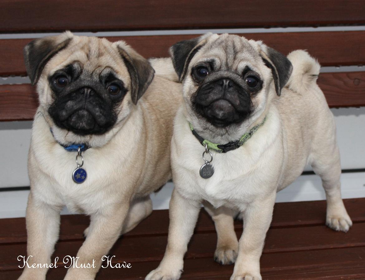 Mops Must Have Karen Blixen - James & Karen 16 ½ uge .
Så søde og dejlige <3 billede 19
