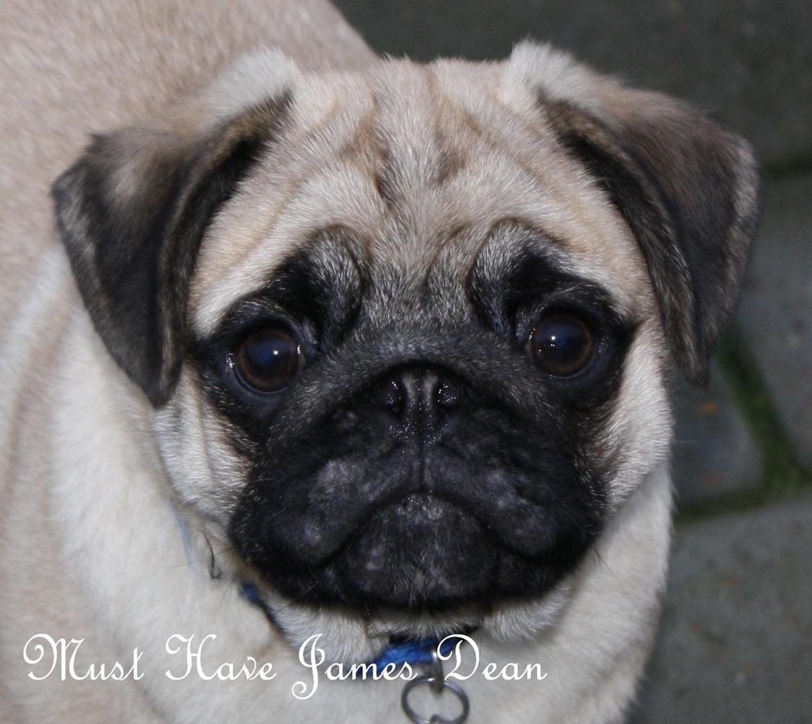 Mops Must Have James Dean - 16½ uge billede 12