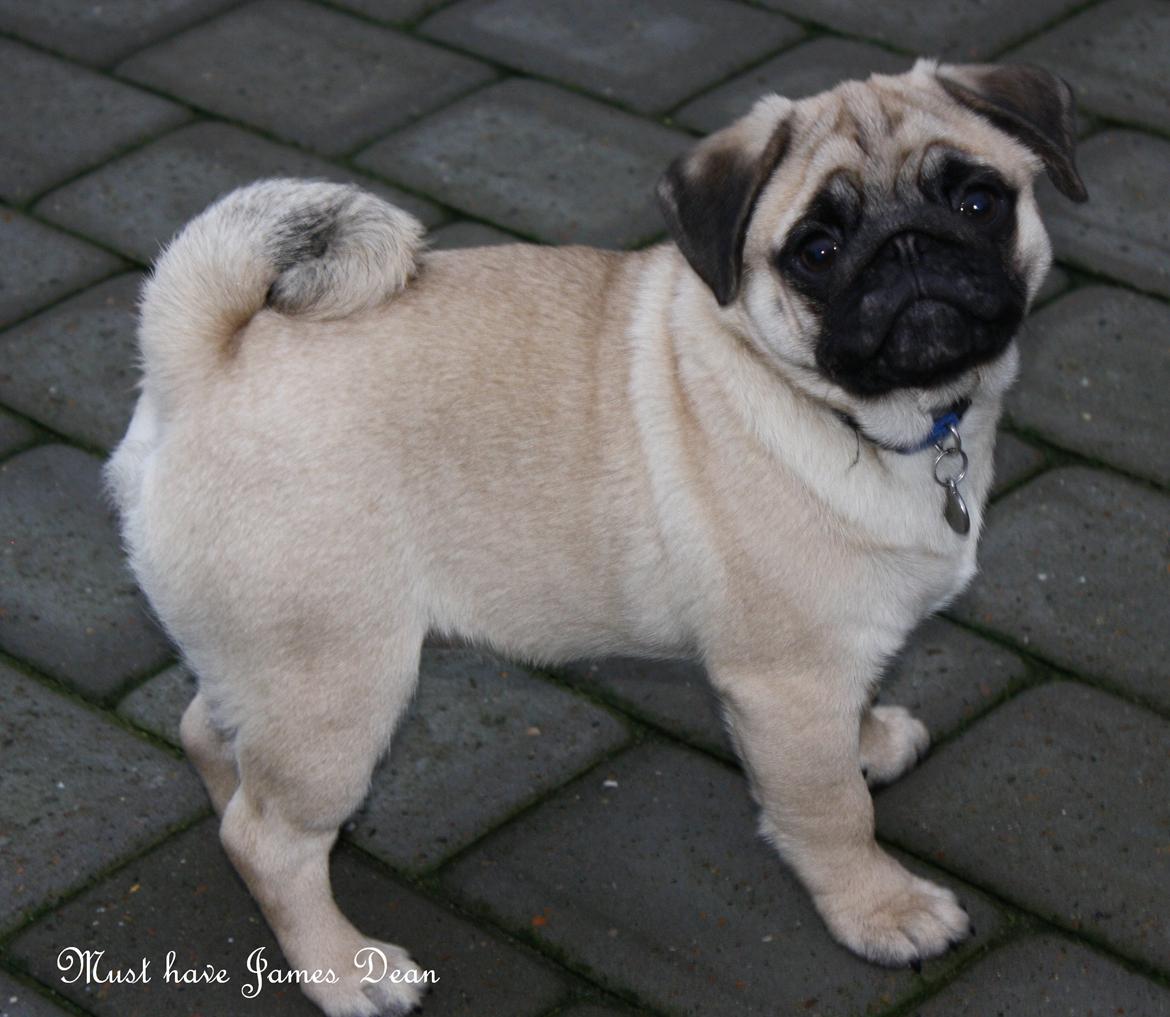 Mops Must Have James Dean billede 13