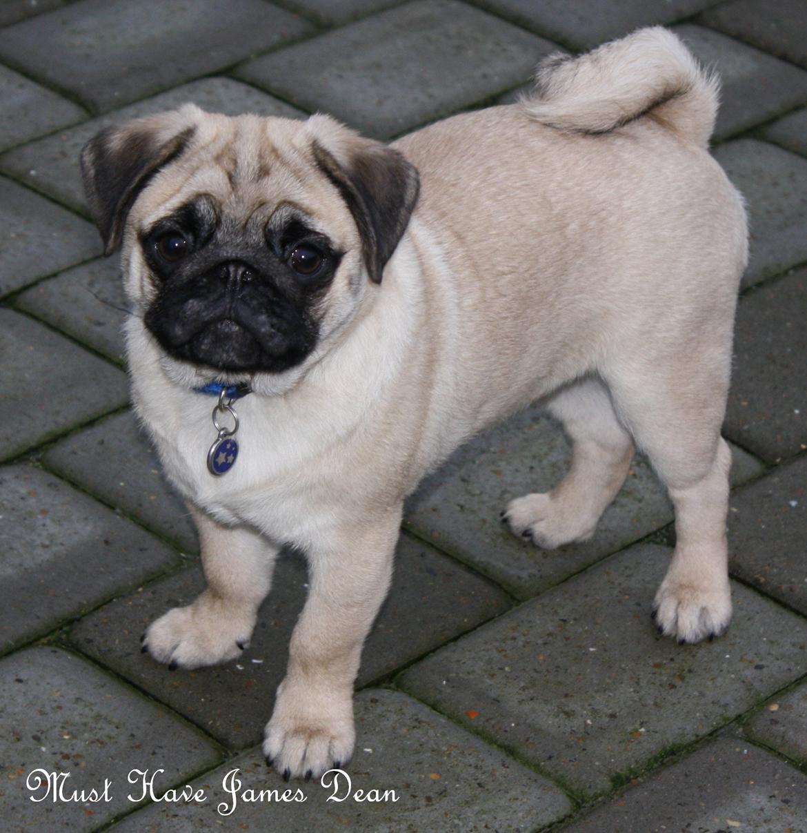 Mops Must Have James Dean billede 14