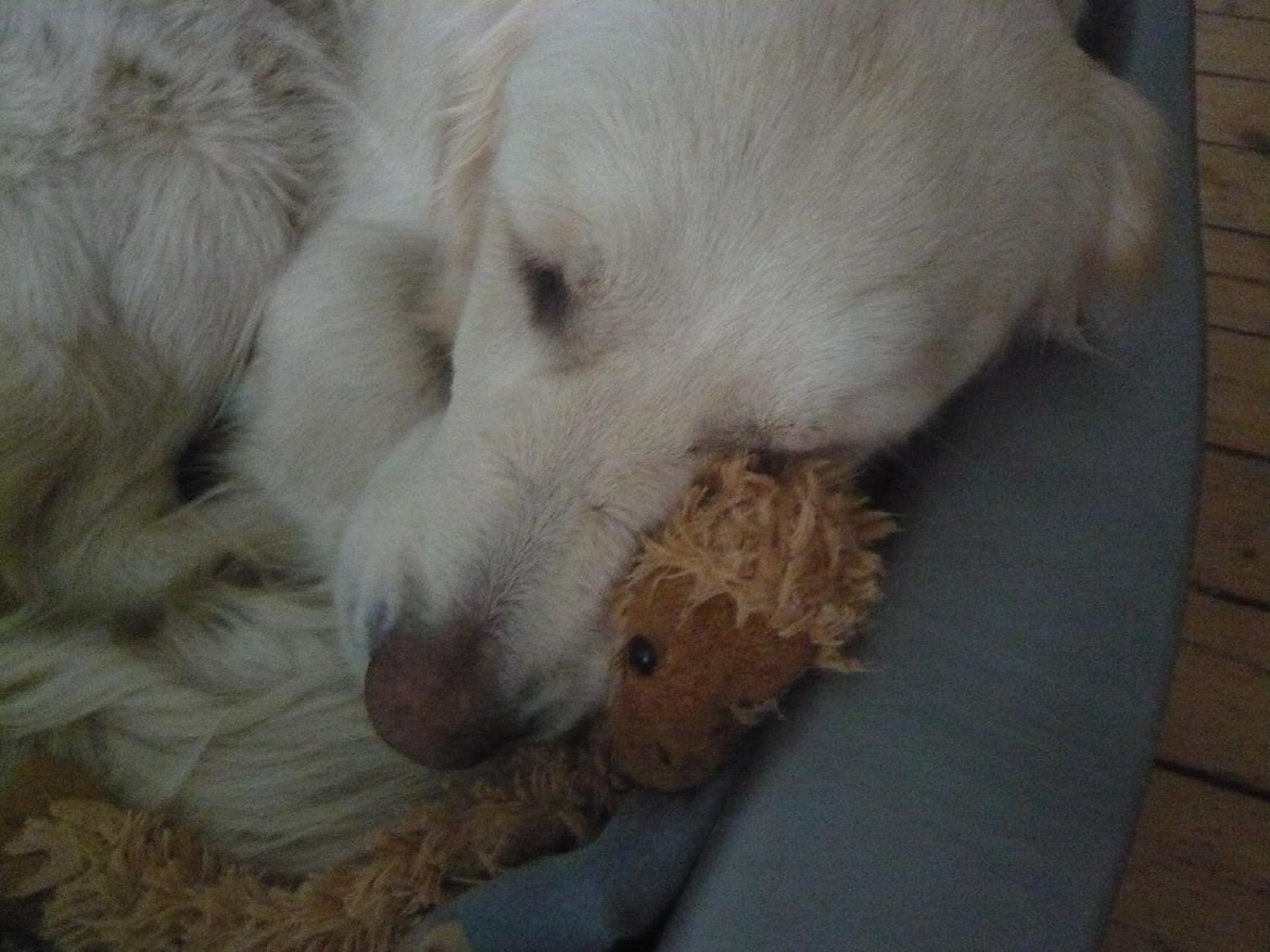 Golden retriever Dicte [Min bedste ven] <3<3 - <3 billede 2