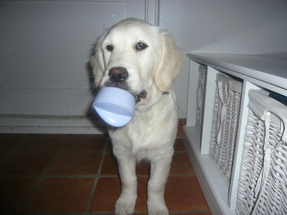 Golden retriever Dicte [Min bedste ven] <3<3 - er jeg ikke sød.. billede 3