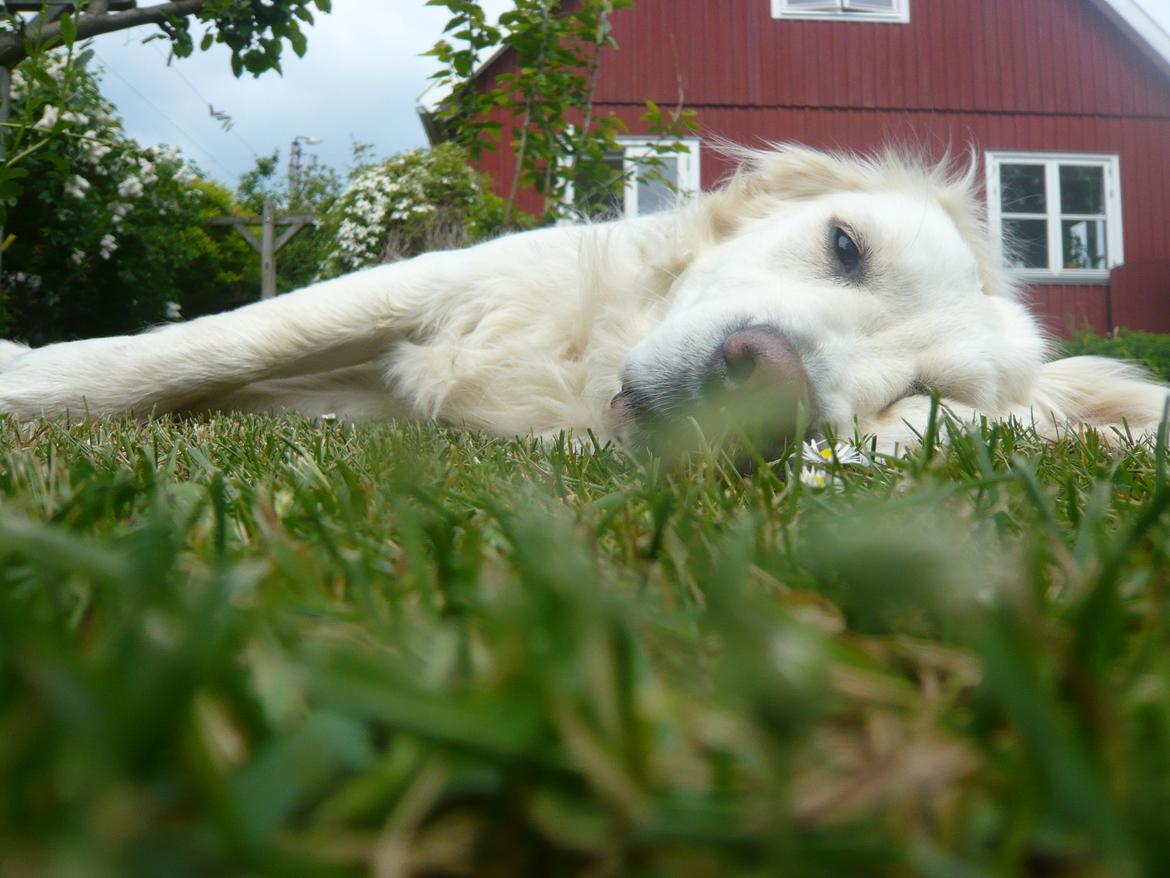 Golden retriever Dicte [Min bedste ven] <3<3 - jeg er træt... billede 4