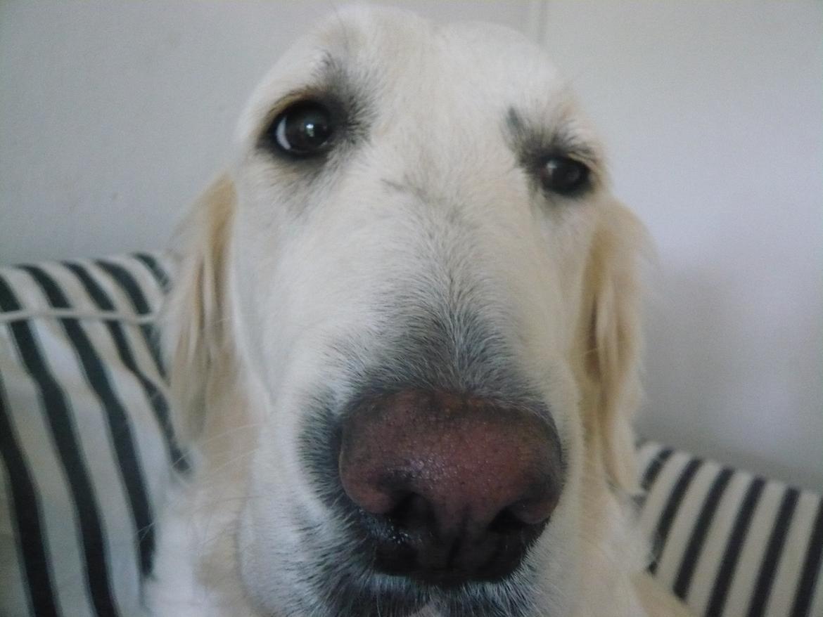 Golden retriever Dicte [Min bedste ven] <3<3 - ELSKER det her billede  billede 5