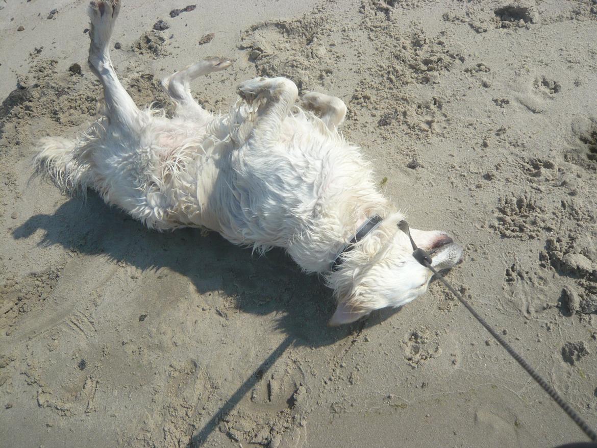 Golden retriever Dicte [Min bedste ven] <3<3 - Dicte på stranden billede 6