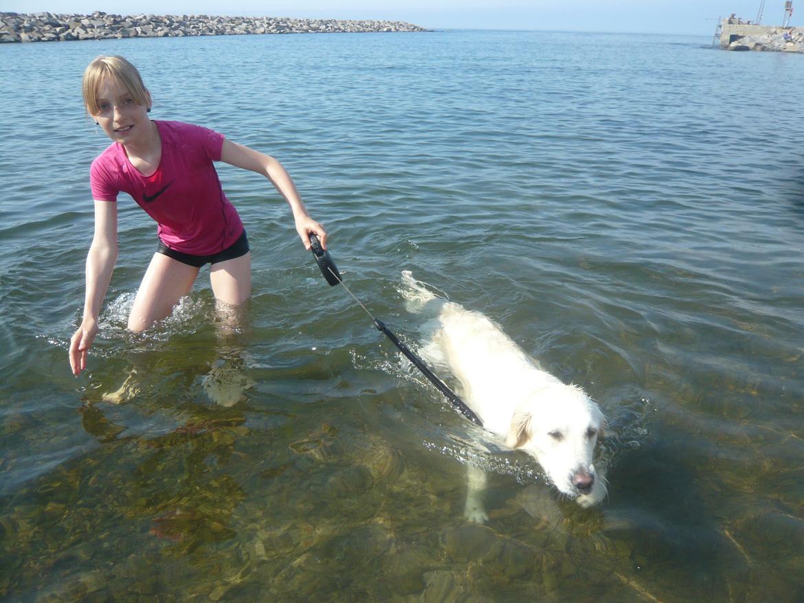 Golden retriever Dicte [Min bedste ven] <3<3 - Dicte i vandet med min søster billede 7