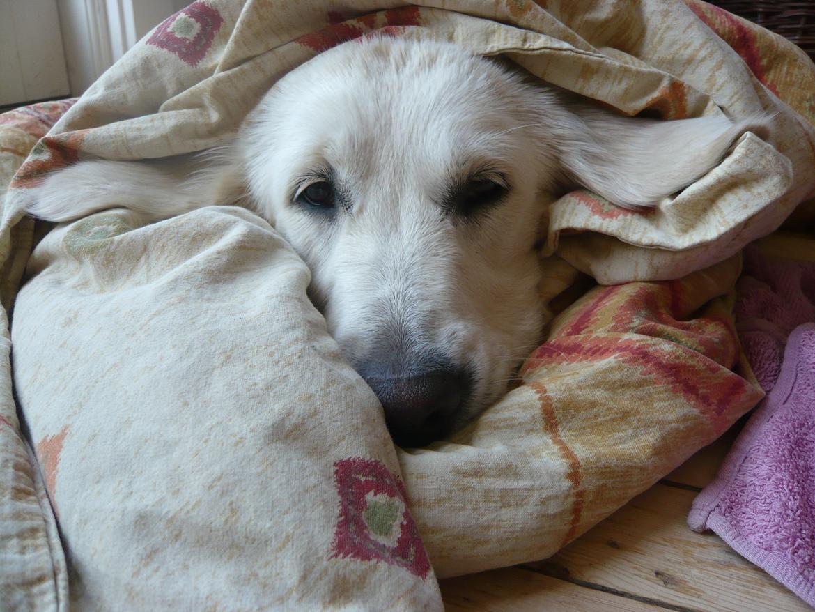 Golden retriever Dicte [Min bedste ven] <3<3 - hahah billede 1