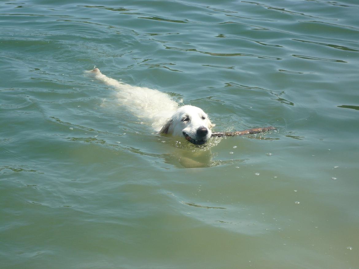 Golden retriever Dicte [Min bedste ven] <3<3 - i vandet dicte elsker det billede 8