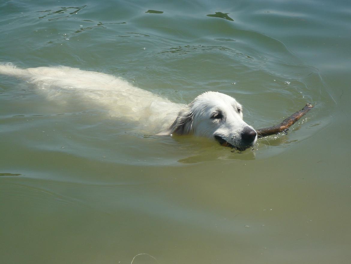 Golden retriever Dicte [Min bedste ven] <3<3 - (: billede 9