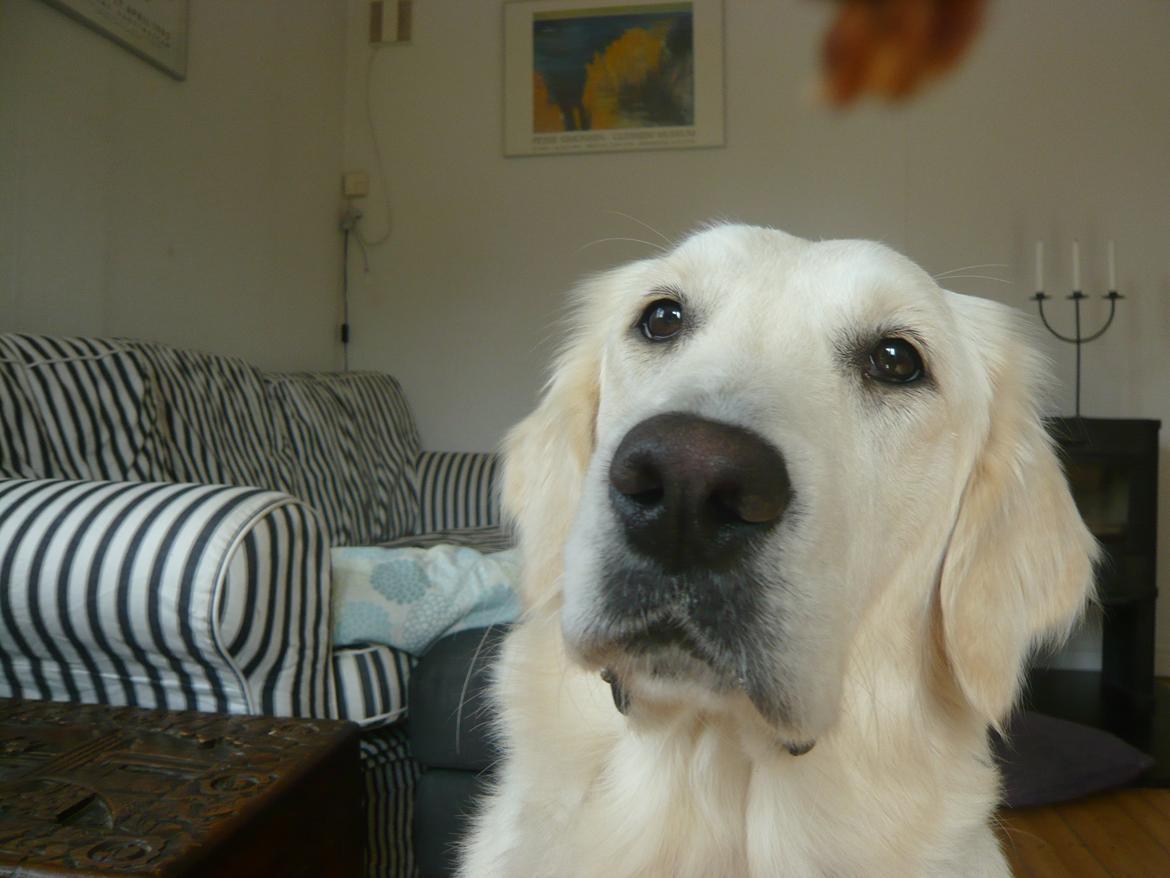 Golden retriever Dicte [Min bedste ven] <3<3 - Dicte med hendes flotte SORTE næse... billede 10