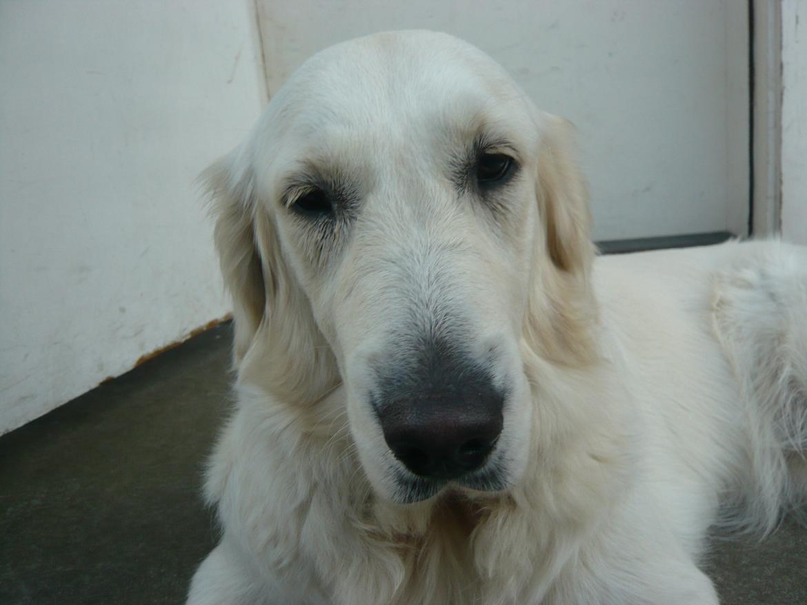 Golden retriever Dicte [Min bedste ven] <3<3 - Da Dicte havde øjnbetændelse billede 11