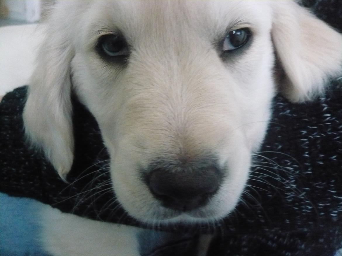 Golden retriever Dicte [Min bedste ven] <3<3 billede 12