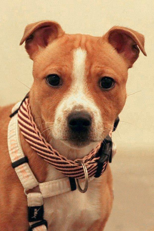 Staffordshire bull terrier Wenk Staff' s Legacy Of Buffy "CeCe" billede 22