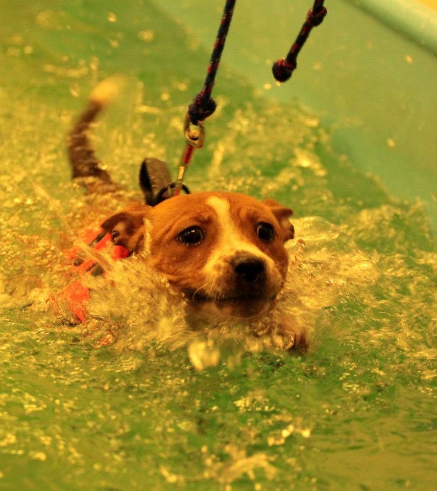 Staffordshire bull terrier Wenk Staff' s Legacy Of Buffy "CeCe" billede 23