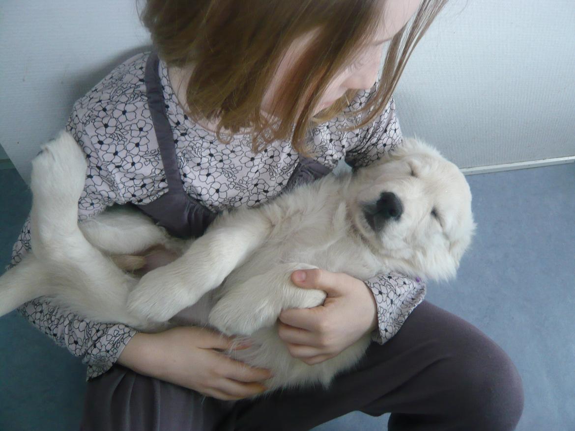Golden retriever Dicte [Min bedste ven] <3<3 billede 13