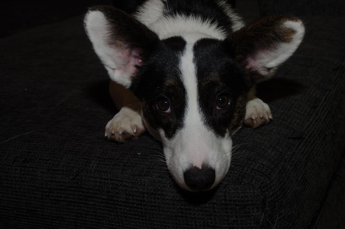 Welsh corgi cardigan Perle Olsen billede 1