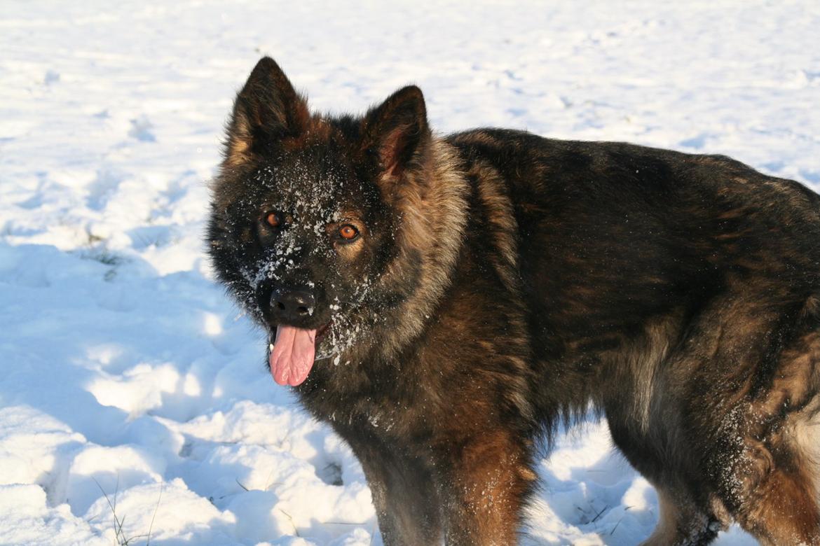 Schæferhund Kweo's Vonni (Donna) billede 1
