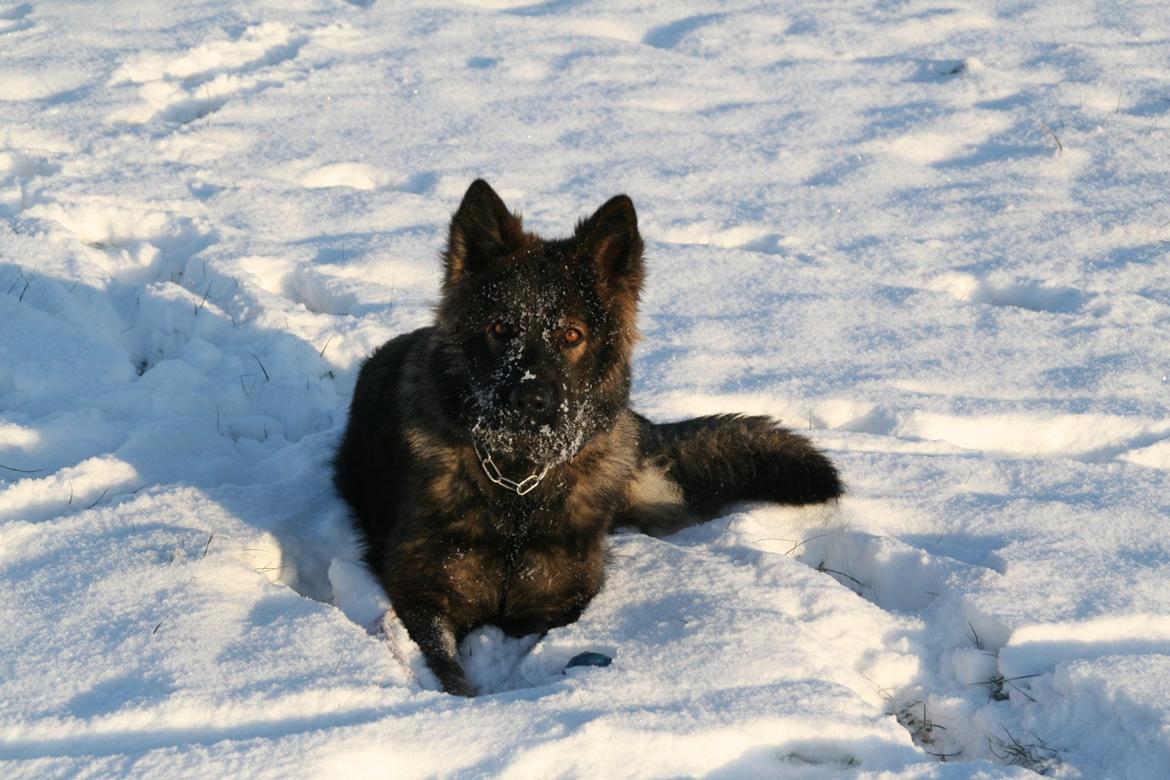 Schæferhund Kweo's Vonni (Donna) billede 2