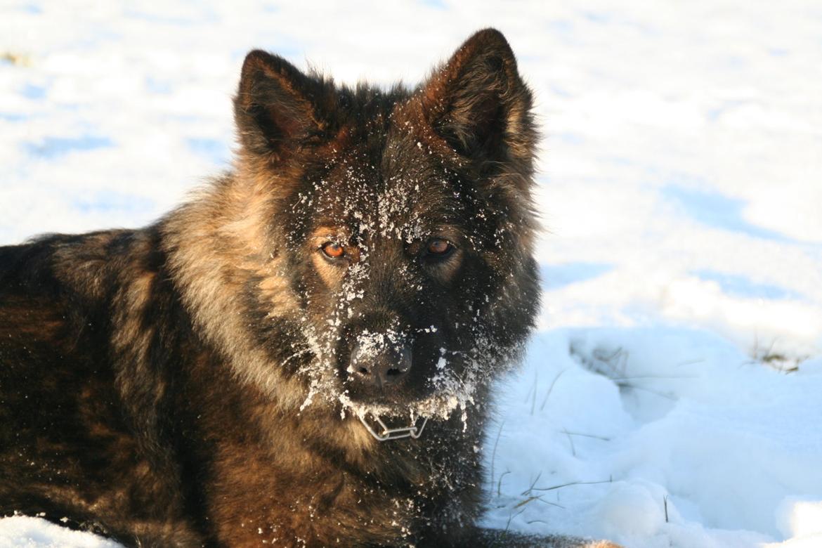 Schæferhund Kweo's Vonni (Donna) billede 3