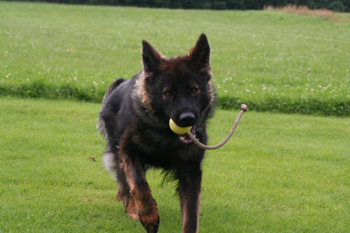 Schæferhund Kweo's Vonni (Donna) billede 5