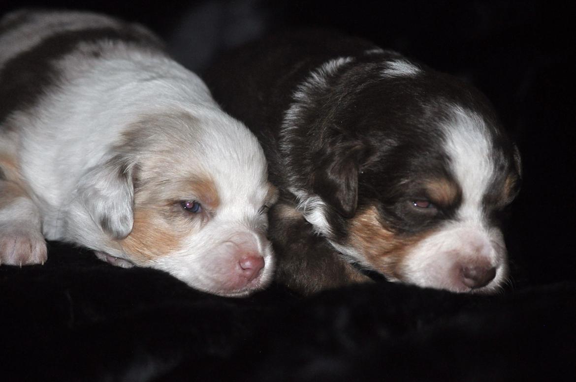 Miniature Australian Shepherd Heartbreakers Blackie billede 8