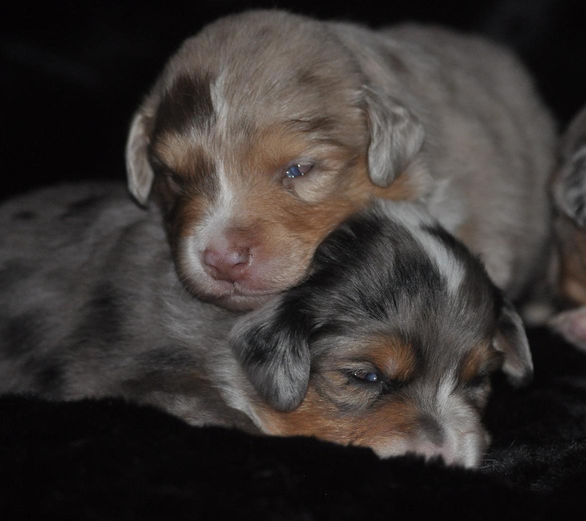 Miniature Australian Shepherd Heartbreakers Blackie billede 9