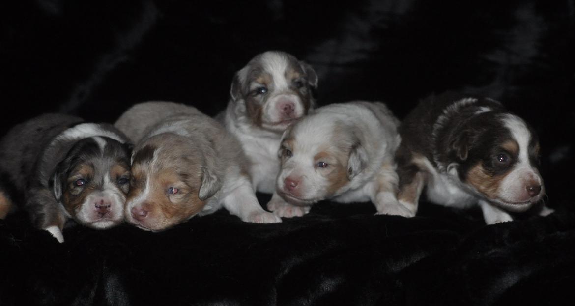 Miniature Australian Shepherd Heartbreakers Blackie billede 10