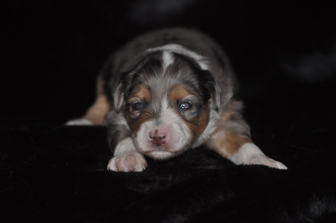 Miniature Australian Shepherd Heartbreakers Blackie billede 11