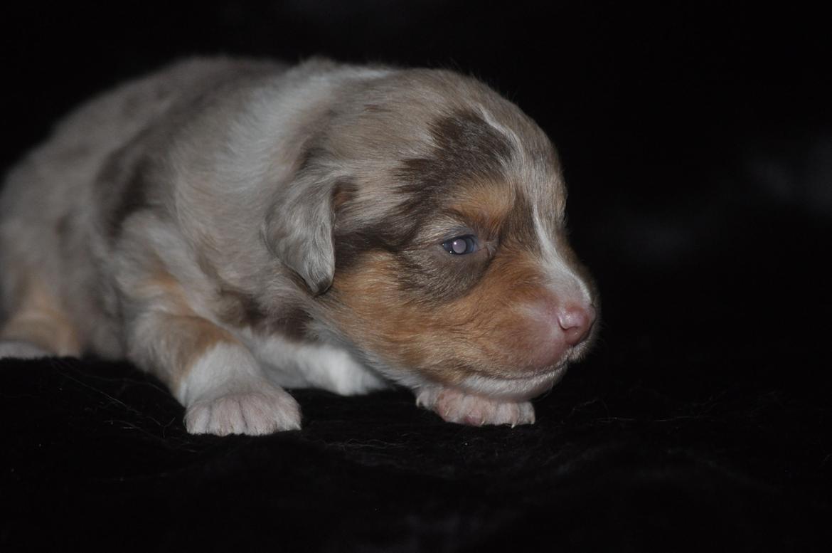 Miniature Australian Shepherd Heartbreakers Blackie billede 12