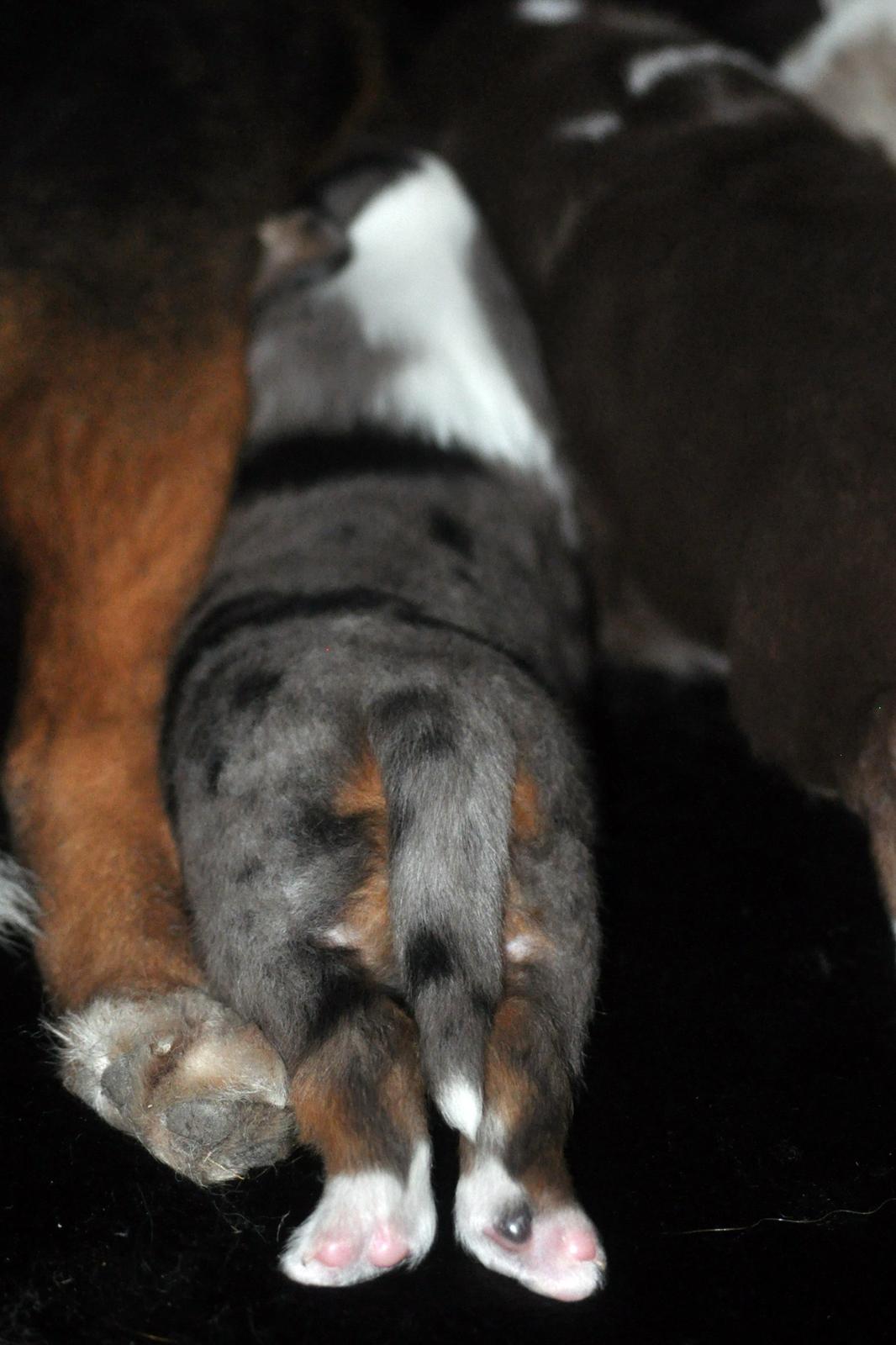 Miniature Australian Shepherd Heartbreakers Blackie billede 13