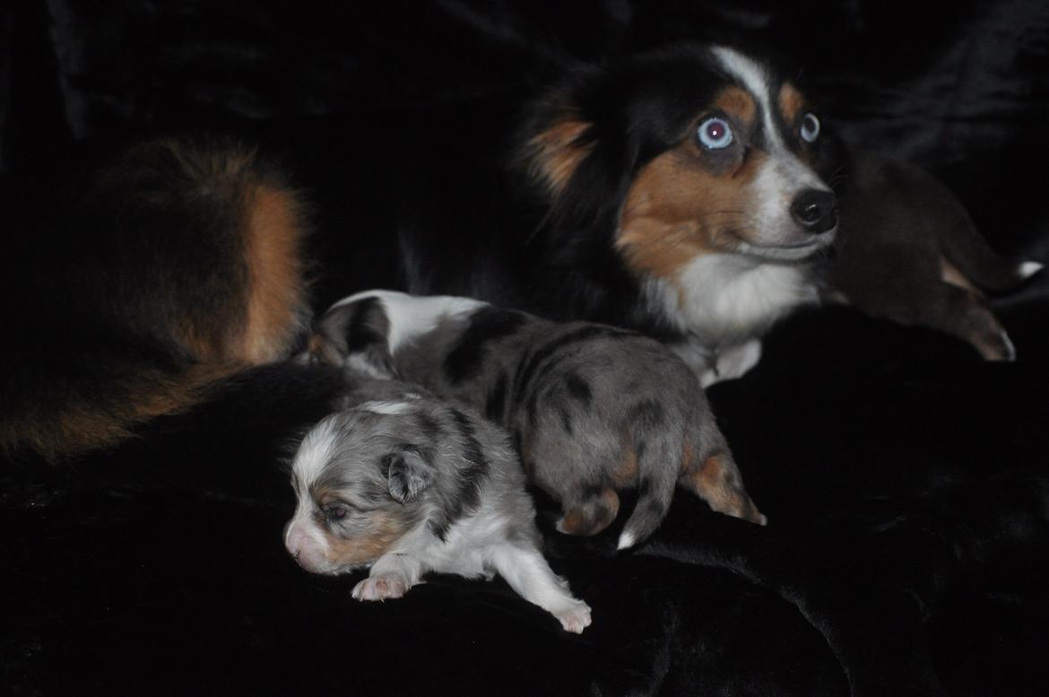 Miniature Australian Shepherd Heartbreakers Blackie billede 14