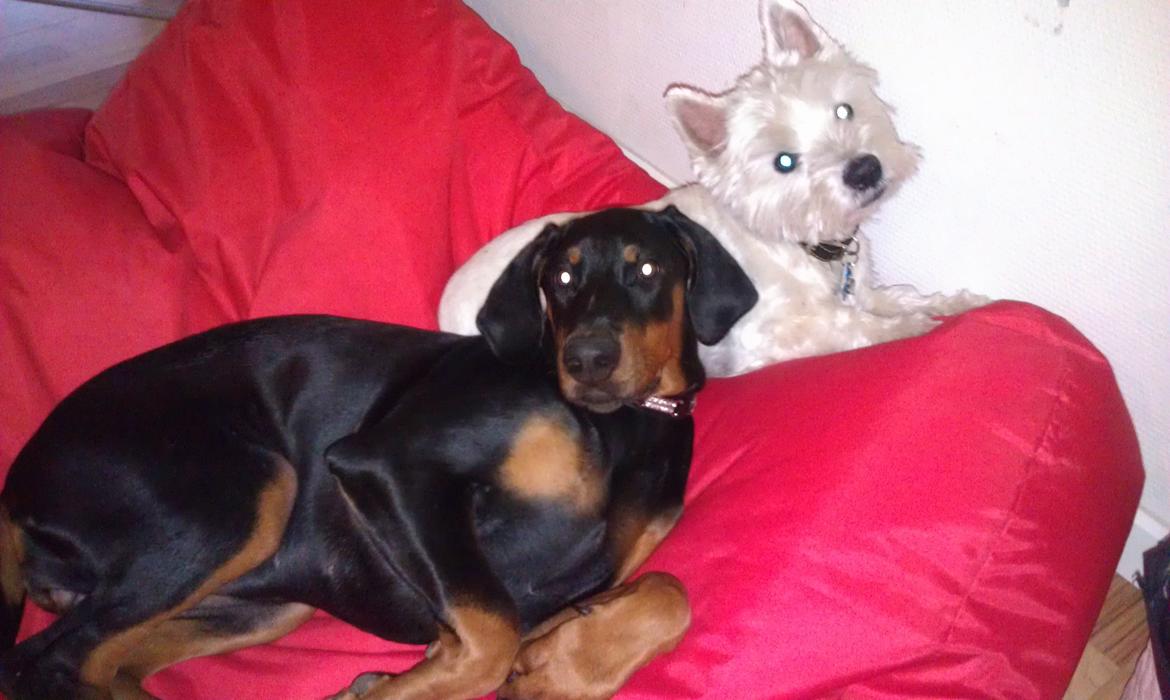 Dobermann Proud Danish Fancy Face(Chica) - november 2012... billede 17