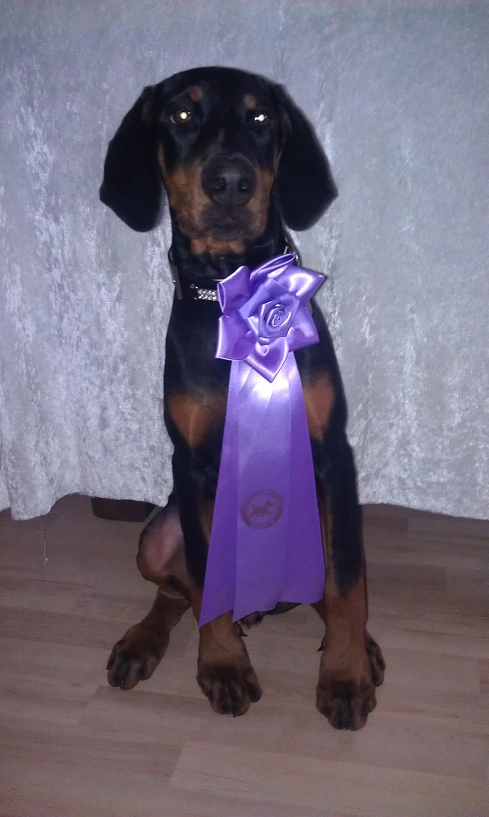 Dobermann Proud Danish Fancy Face(Chica) billede 18