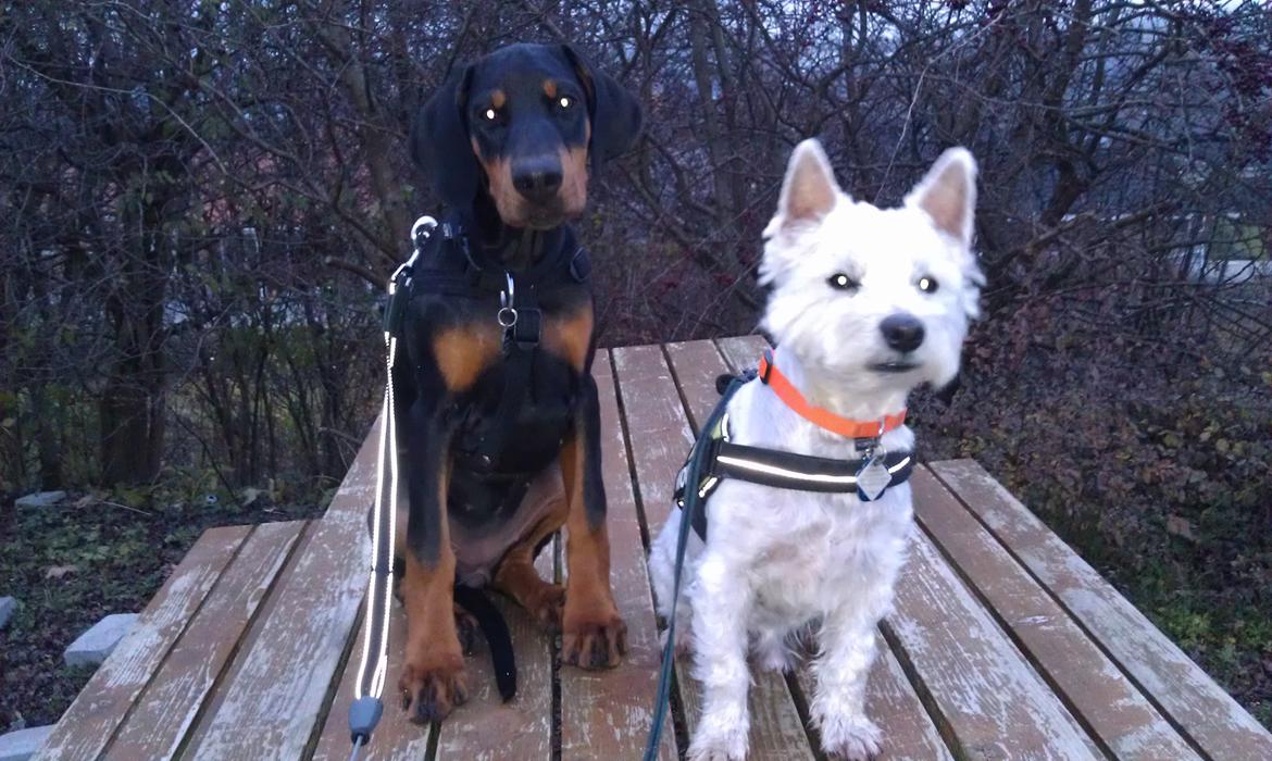 Dobermann Proud Danish Fancy Face(Chica) billede 19