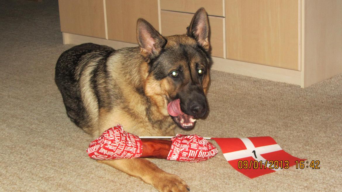 Schæferhund zako - 1 år... billede 14