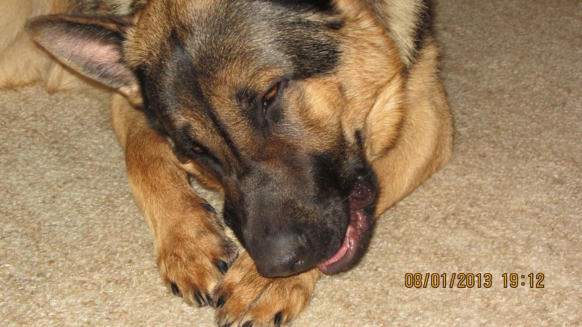 Schæferhund zako billede 15