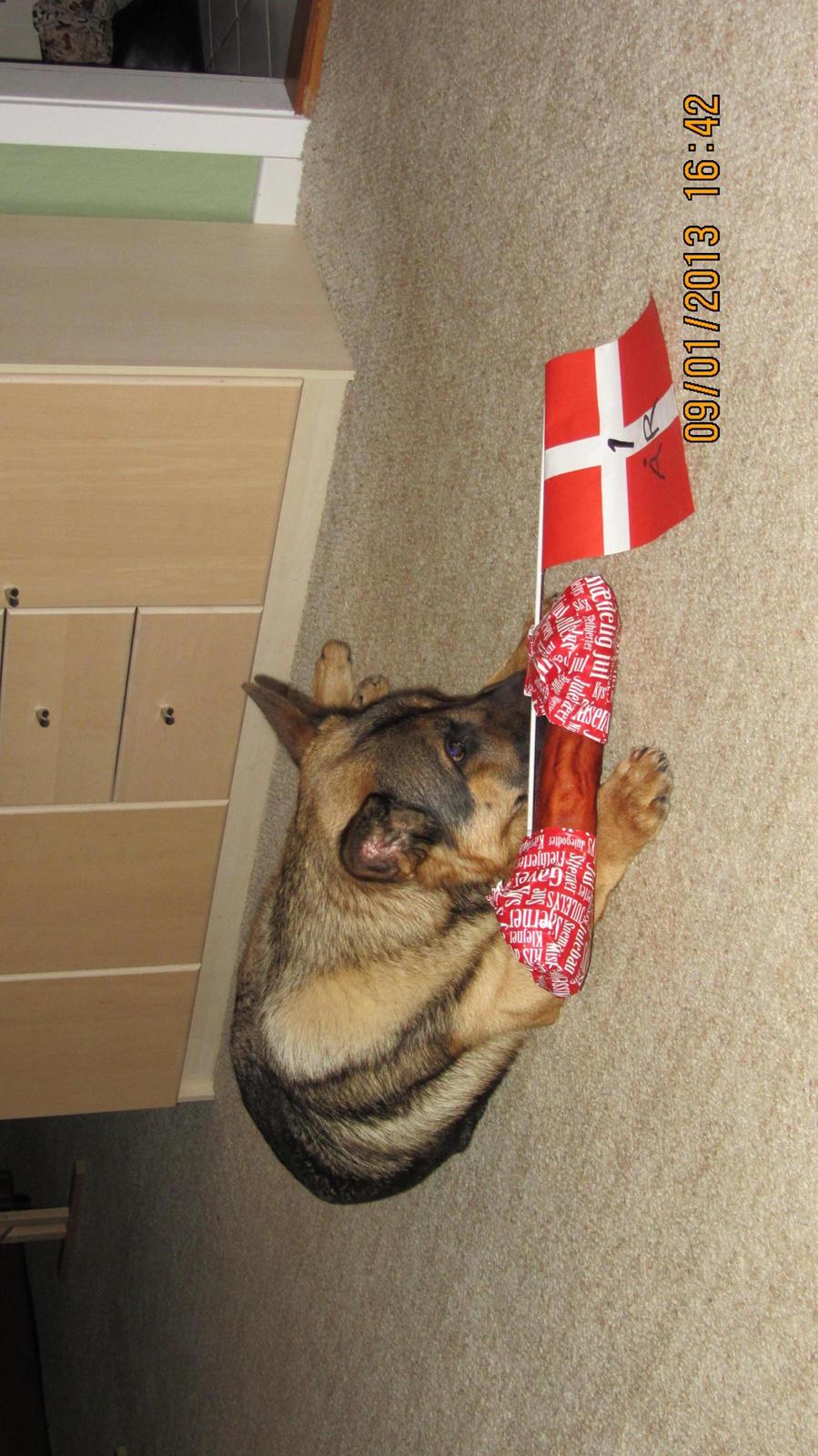 Schæferhund zako billede 16