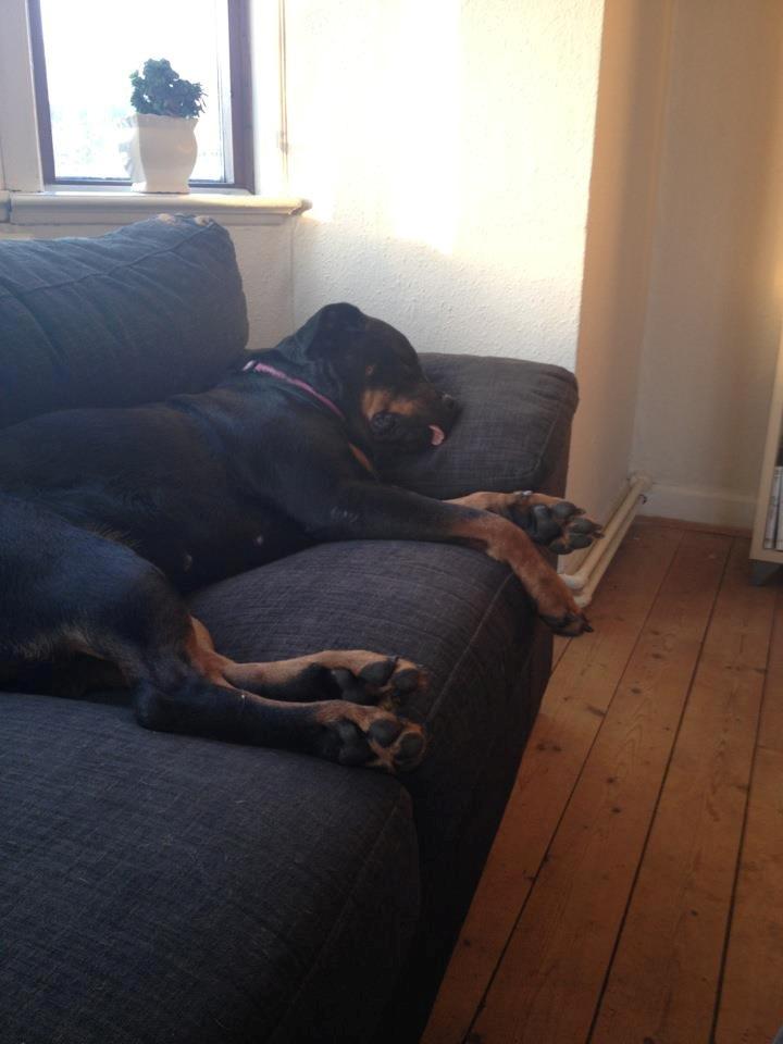 Rottweiler Vindelsbo's Boogie Woogie (Bella) [himmelhund] billede 6