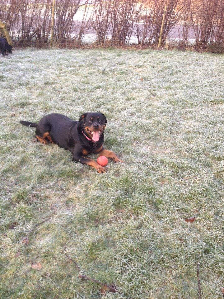 Rottweiler Vindelsbo's Boogie Woogie (Bella) [himmelhund] billede 7