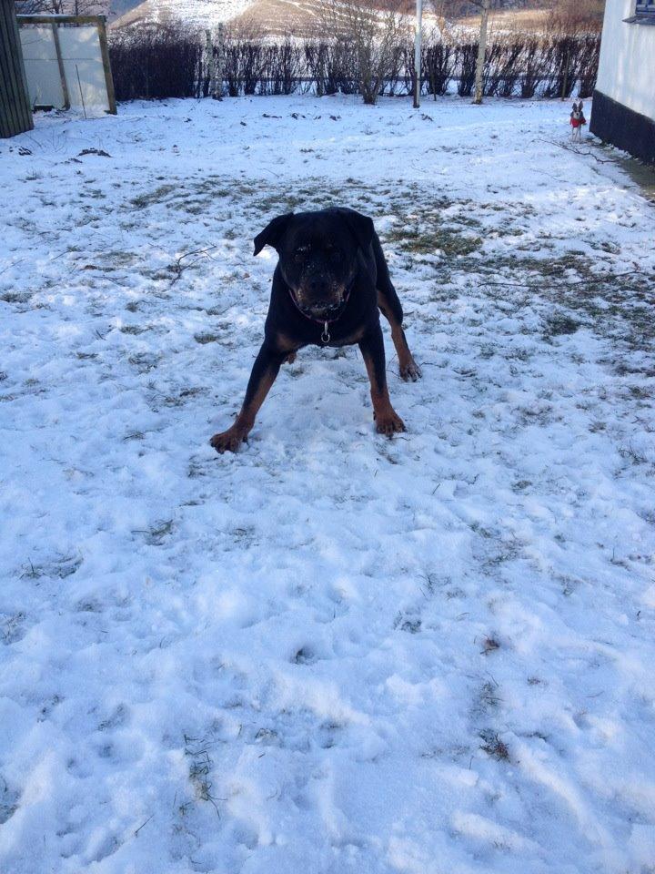 Rottweiler Vindelsbo's Boogie Woogie (Bella) [himmelhund] billede 8