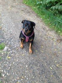 Rottweiler Vindelsbo's Boogie Woogie (Bella) [himmelhund] billede 3