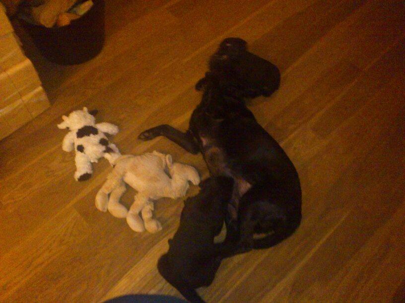 Labrador retriever Molly billede 5