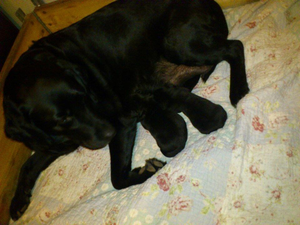 Labrador retriever Molly billede 6