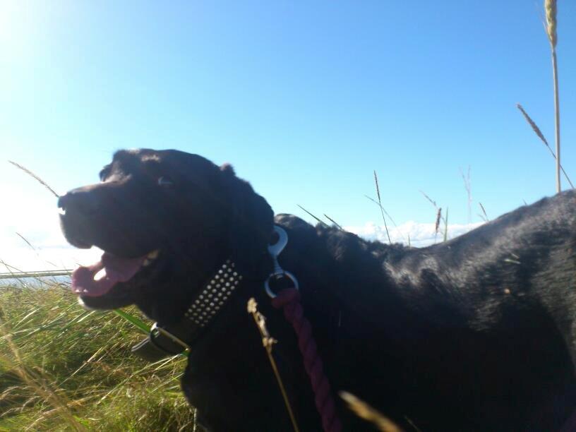 Labrador retriever Molly billede 7